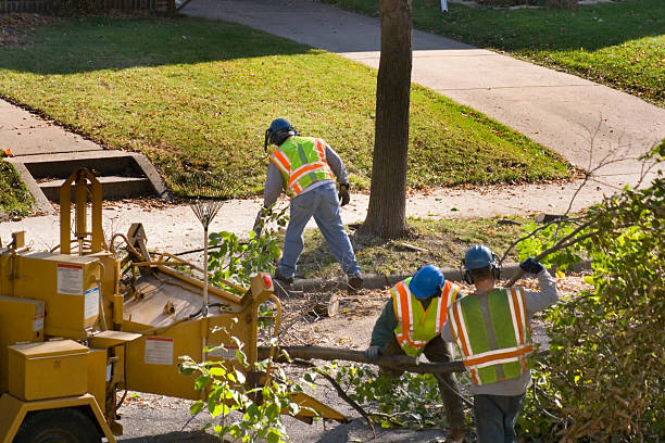 Trusted Smethport, PA Tree Service Experts